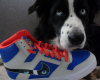 Nike high custom yeux de chien sur le swoosh avec le chien qui pose